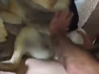Man force beastiality sex his dog's pussy