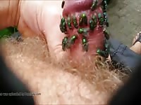 Tiny cock got infested with flies beastiality
