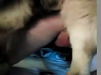 Canine dildo fucking a gay's ass