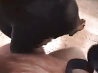 Black dog sucking the dick of beastiality lover