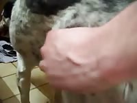 Pet porn of furry dog and owner