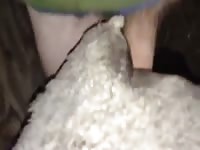 Homemade dog sex with hairy gay