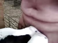 Animal xxx goats sucking a cock