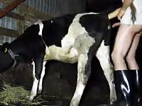 Cow got banged hard in zoo farm xxx