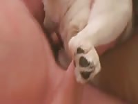Furry white dog got fucked in dog porno