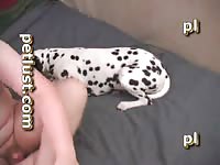 Destroying a dalmatian's zoopussy