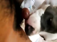Big dog gives blowjob to a hairy cock