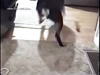 Living room sex with a dog xxx