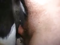 Hairy dick enjoying an anal animal sex 