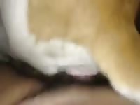 Homemade dog sex with owner