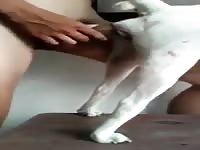 White dog anal sex by man
