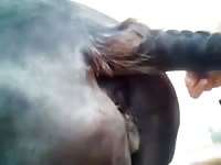 Mare's pussy got fucked horse porn tumblr