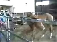 Cowboy got fucked by horse xxx