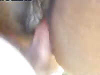 Animal sex videos fucking a mare