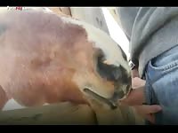 Horse licking gay cock zoofilia xxx