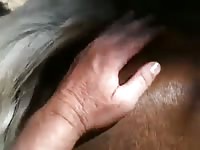 Human and horse sex in public