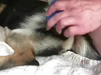 Pet porn using dildo to cute dog
