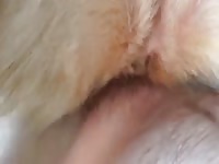 Furry pussy got smashed dog porno