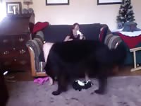 Christmas dog sex with a sexy bitch