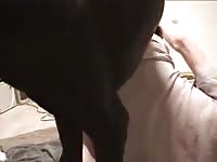 Xvideos zoofilia black dog banging a gay