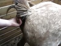 Dildo destroys an animal's ass hardcore beastiality
