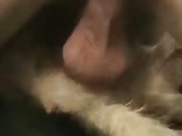 Free gay beastiality with dog