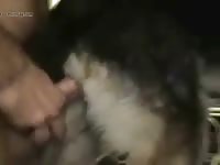 Husky dog anal sex with gay