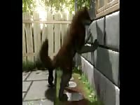 Big dog masturbating in the backyard animated beastiality