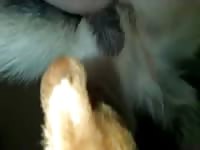Hot dog sex fingering a pussy