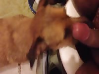 Dog gives blowjob in the CR