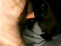 Dog's pussy got wrecked by gay beast