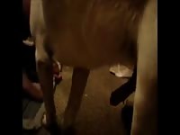 Matured man on dog anal sex