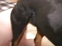K9 dog anal sex with gay