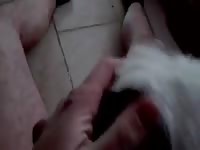 Cute dog giving blowjob to big cock