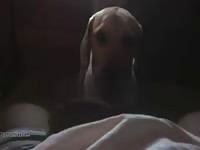Late night dog blowjob with pet