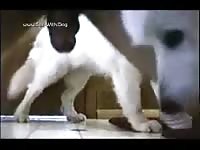 Cute shih-tzu dog gives blowjob