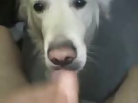 White dog on dog porno