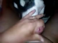 Husky dog gives blowjob on animal xxx