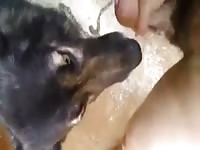 Black dog sucking a big dick of gay beast