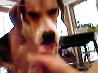 Beagle sucking his owner's dick homemade beastiality