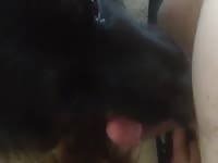Cute dog deepthroats a man's cock zoofilia xxx