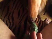 Animal sex toy giving a hot blowjob