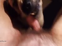 Cute dog gives blowjob to a pink hard dick