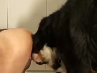 Black animal forced his cock into a tiny hole beastiality