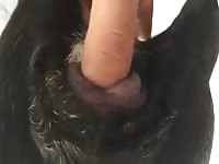 Finger fucking an animal xxx video