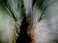 Furry pet porn with gay's cock
