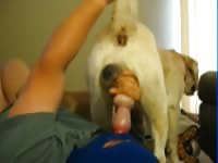 Gay jacking off a dog with his bare hands