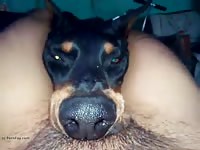 Amateur dog blowjob on cam