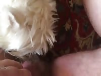 Furry pet porn dick sucker dog