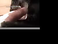 Dog licking a beastie gal pussy